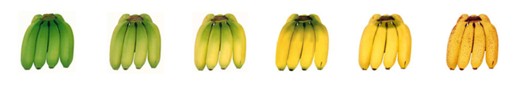 banana ripening chamber